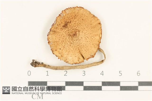 登錄號:F0037039藏品圖，第1張