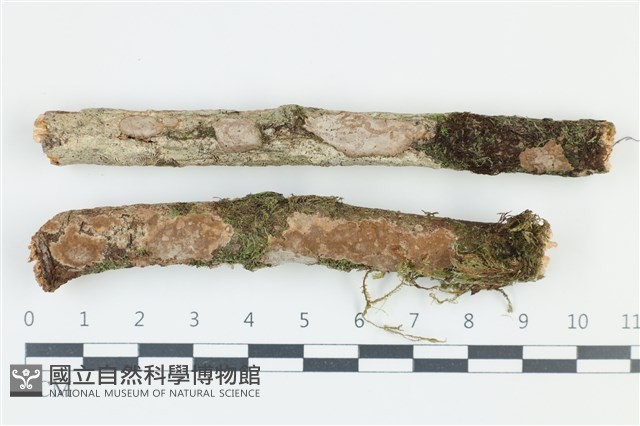 登錄號:F0039039藏品圖，第1張