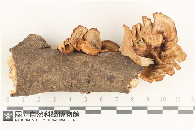 蜂窩菌屬藏品圖，第1張