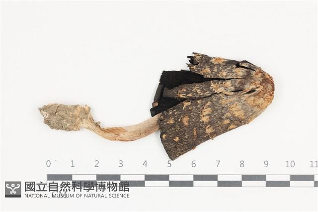 登錄號:F0036339藏品圖，第1張