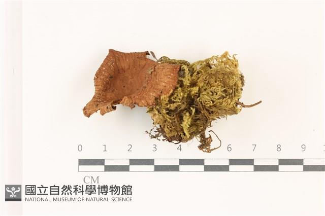 登錄號:F0037339藏品圖，第1張