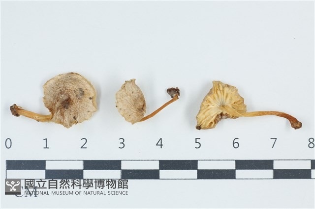 小菇屬藏品圖，第1張