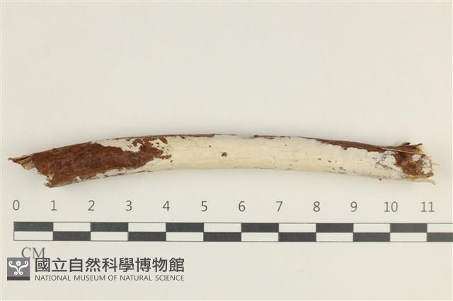 絲齒菌屬藏品圖，第1張