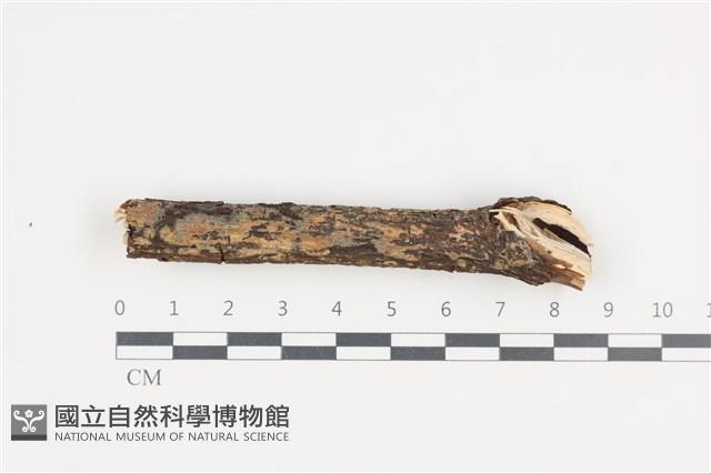 登錄號:F0036279藏品圖，第1張