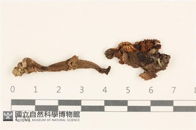 登錄號:F0037279藏品圖，第1張