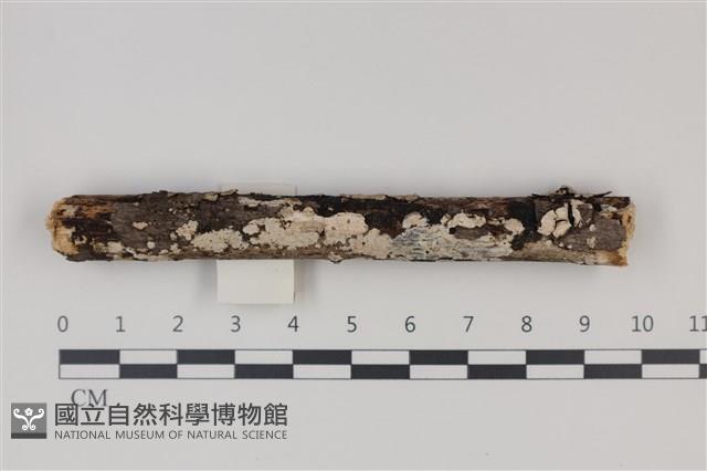 顯絲菌屬藏品圖，第1張