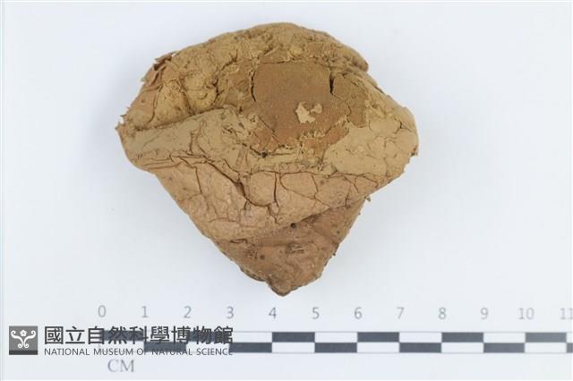 禿馬勃屬藏品圖，第1張