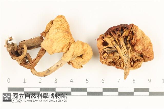 杯傘屬藏品圖，第1張
