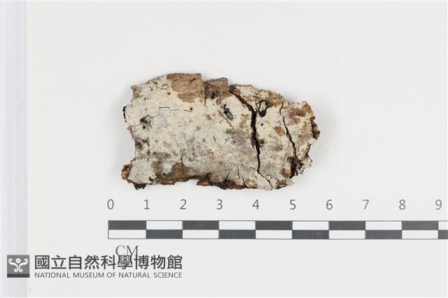 登錄號:F0035979藏品圖，第1張