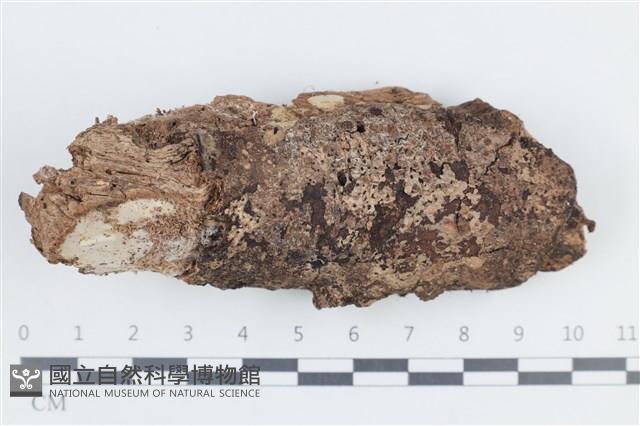 地星屬藏品圖，第1張