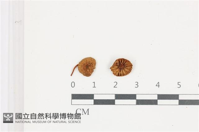 小菇屬藏品圖，第1張