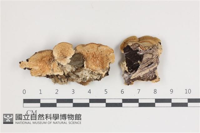 登錄號:F0035679藏品圖，第1張