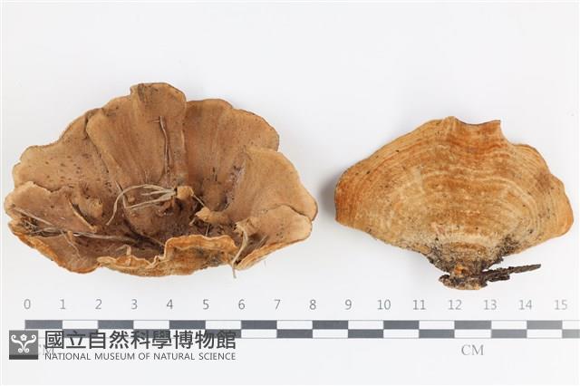 登錄號:F0036479藏品圖，第1張