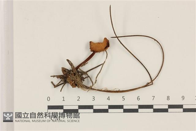 登錄號:F0037479藏品圖，第1張