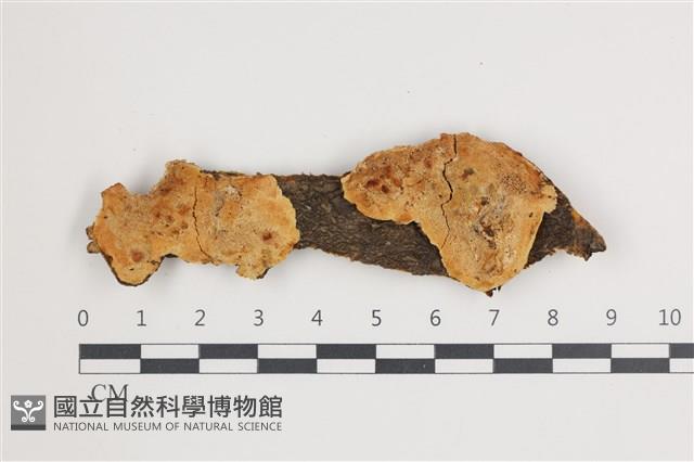 登錄號:F0035479藏品圖，第1張