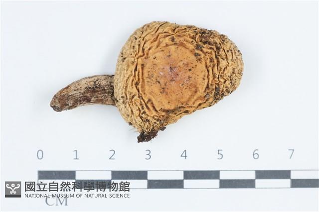 登錄號:F0038779藏品圖，第1張