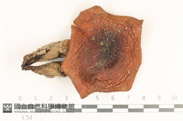 登錄號:F0036779藏品圖，第1張