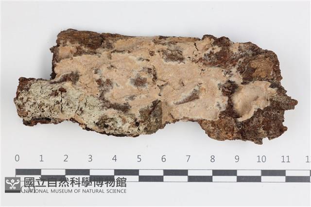 登錄號:F0035779藏品圖，第1張