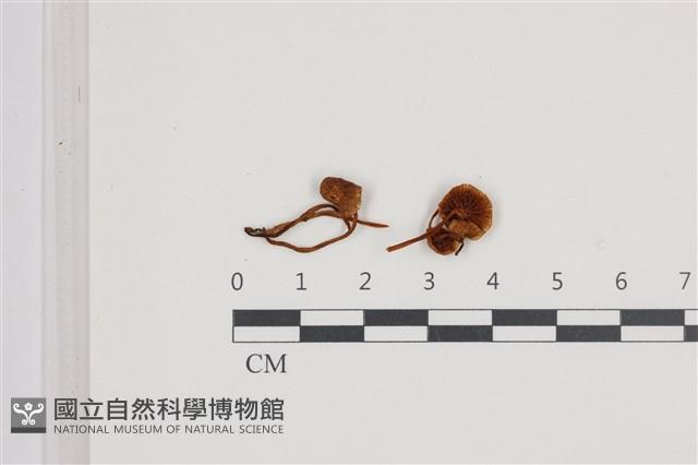 登錄號:F0036579藏品圖，第1張