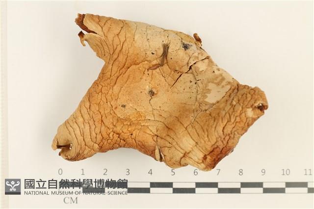 登錄號:F0037579藏品圖，第1張