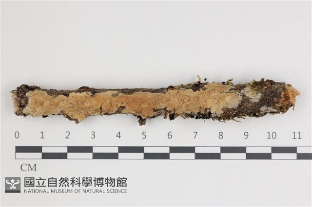 登錄號:F0035579藏品圖，第1張