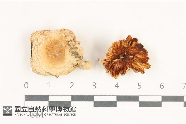 紅菇屬藏品圖，第1張