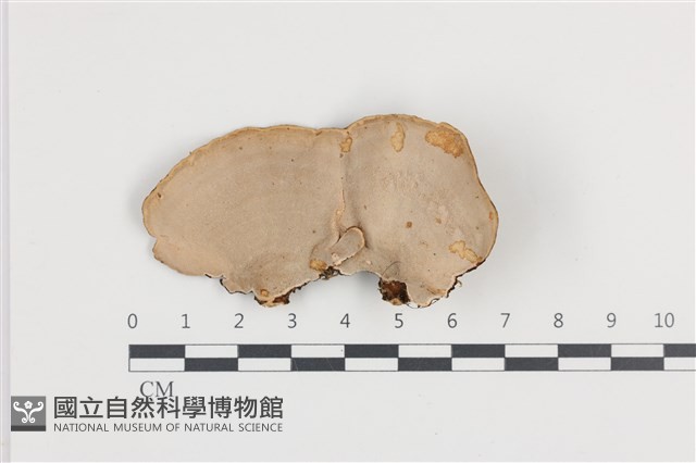 相鄰小孔菌藏品圖，第1張