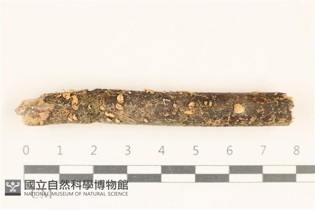 登錄號:F0037179藏品圖，第1張