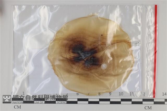 登錄號:F0035179藏品圖，第1張