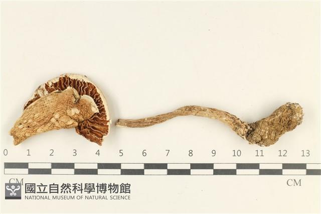 登錄號:F0038079藏品圖，第1張