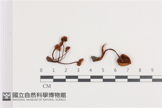 登錄號:F0036079藏品圖，第1張