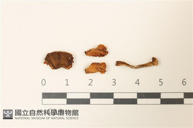 登錄號:F0037079藏品圖，第1張