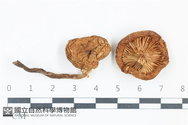 登錄號:F0039079藏品圖，第1張