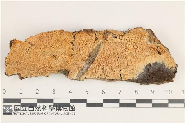齒耳菌屬藏品圖，第1張