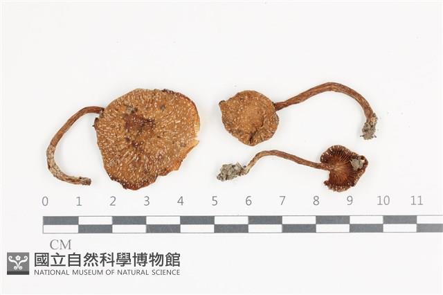 登錄號:F0036379藏品圖，第1張