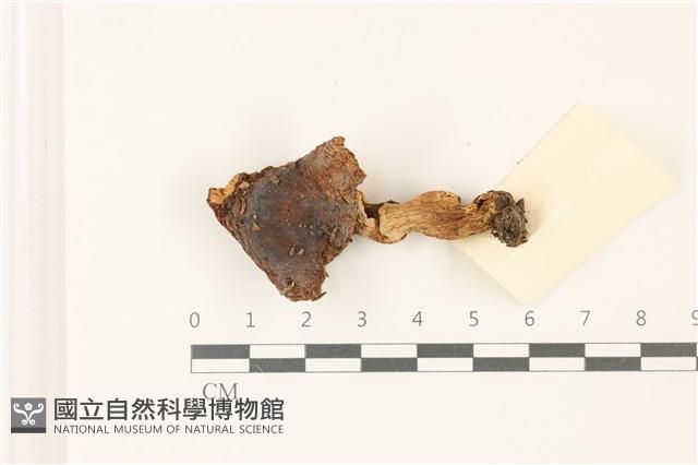登錄號:F0037379藏品圖，第1張
