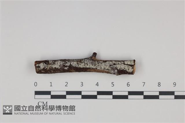 登錄號:F0035379藏品圖，第1張