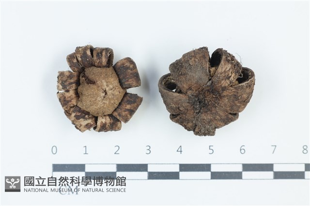 登錄號:F0039379藏品圖，第1張
