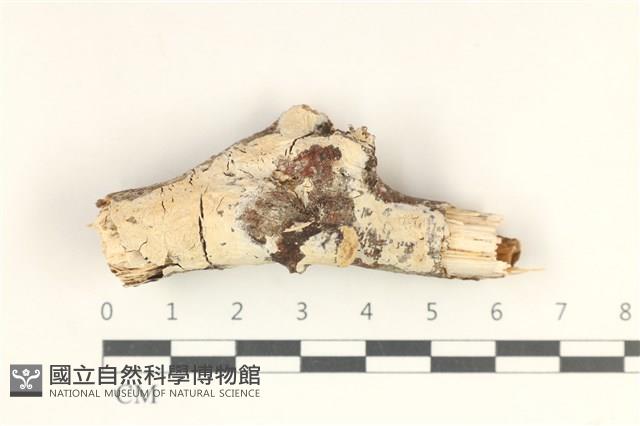登錄號:F0038263藏品圖，第1張