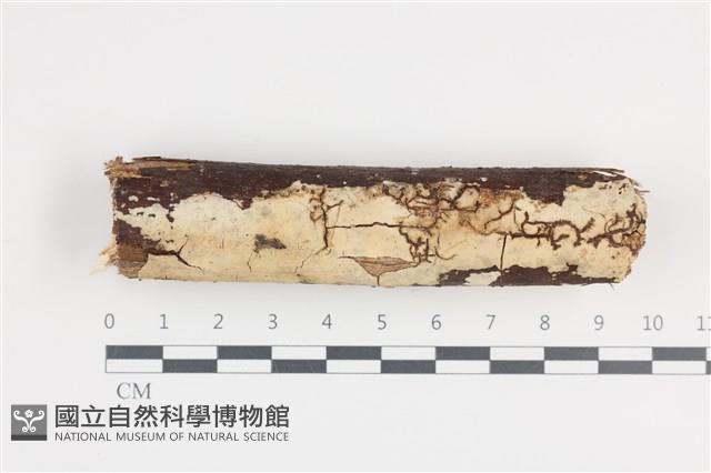 登錄號:F0036263藏品圖，第1張