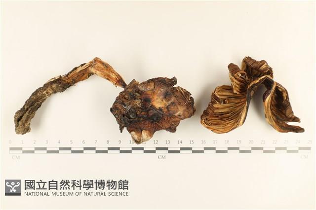 登錄號:F0037263藏品圖，第1張