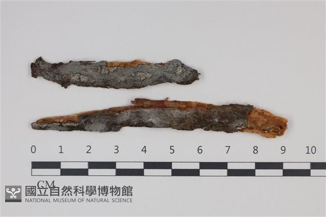 登錄號:F0035263藏品圖，第1張