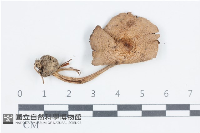 登錄號:F0038863藏品圖，第1張