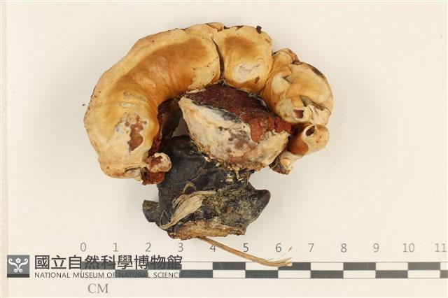 登錄號:F0036963藏品圖，第1張