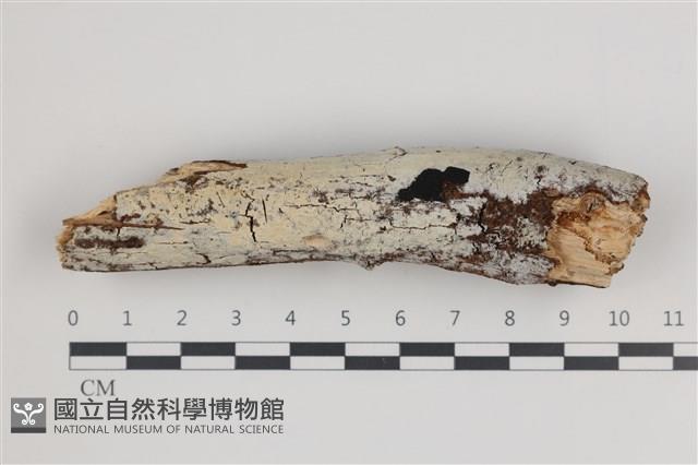 登錄號:F0035963藏品圖，第1張