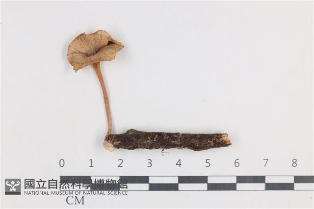 登錄號:F0038663藏品圖，第1張