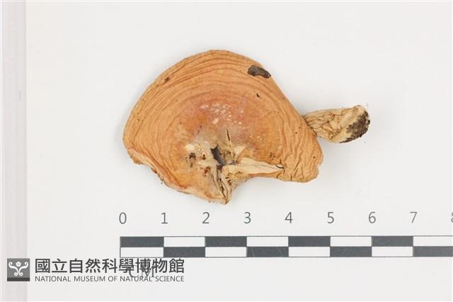 紅菇屬藏品圖，第1張