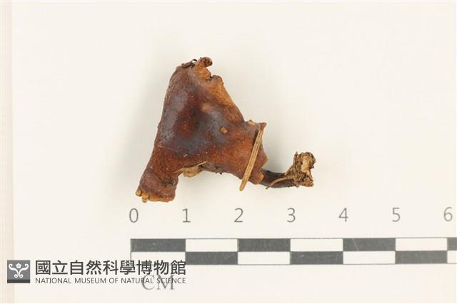 登錄號:F0037663藏品圖，第1張