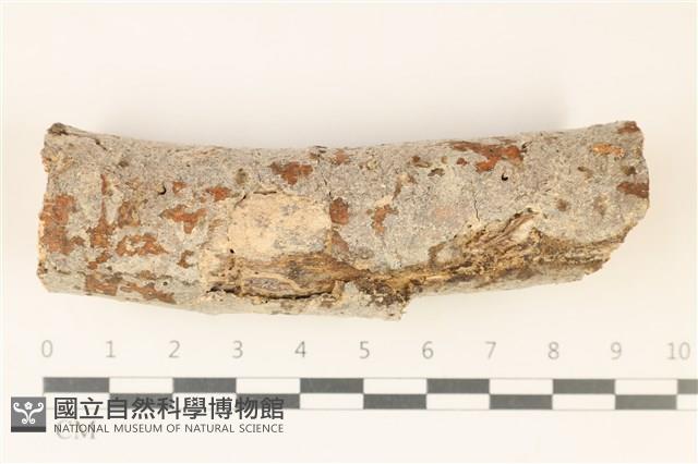 登錄號:F0038463藏品圖，第1張