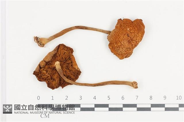 登錄號:F0036463藏品圖，第1張